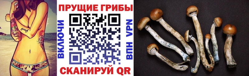 Галлюциногенные грибы Psilocybine cubensis  Покров 
